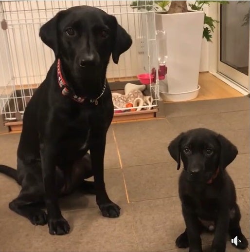 ハッピーちゃん、犬の幼稚園へ☆