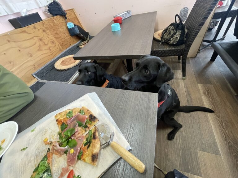 ドッグラン☆カフェスペースの床張替工事